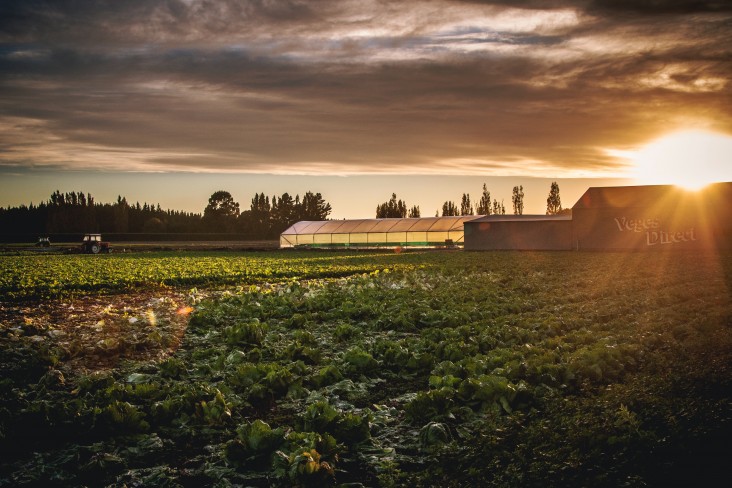 sunset on farm