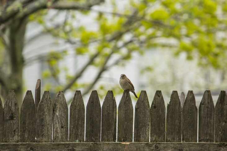 Bird on fence