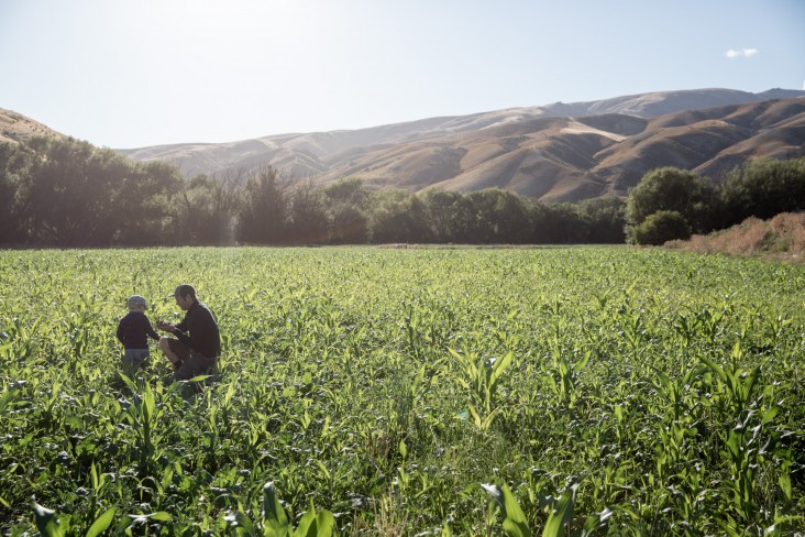 Dad and son in young maize field