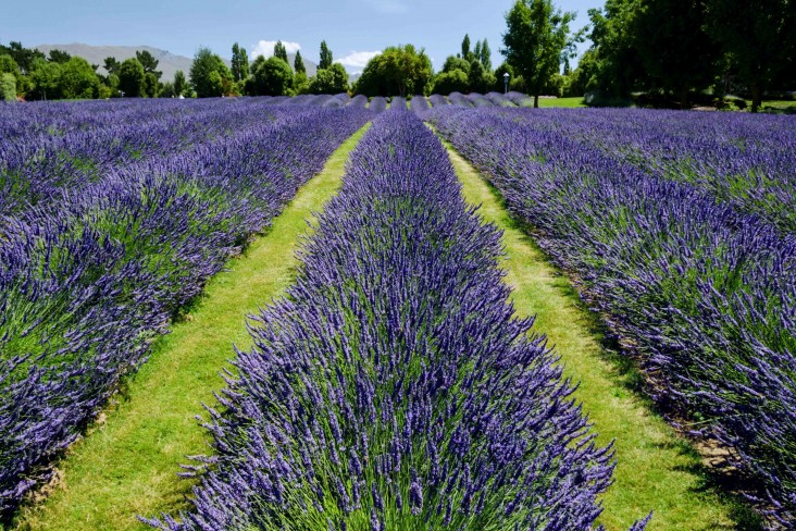 lavender field