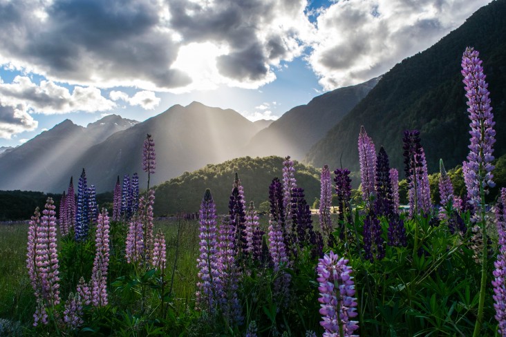 flower field on South Island 