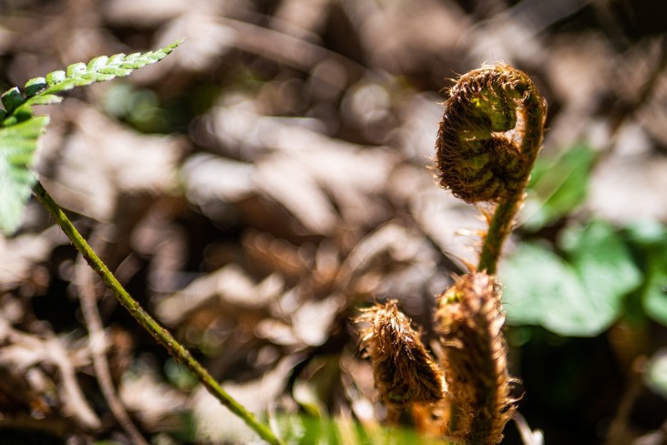 curled fern