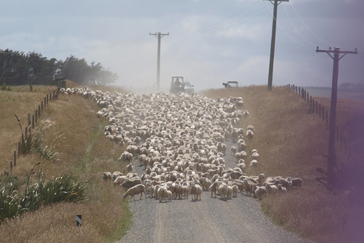Sheep on the road 