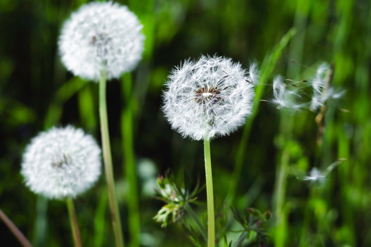 Dandelions