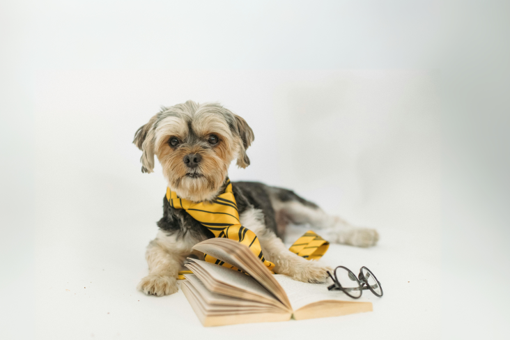 Dog with book